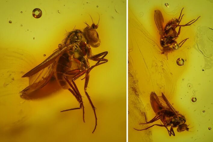 Two Fossil Flies (Diptera) In Baltic Amber #150697